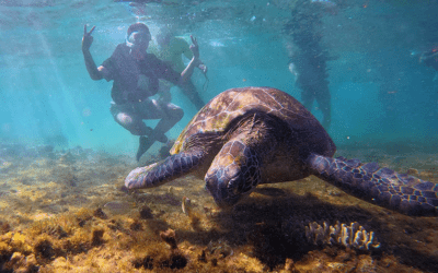 Apo Island in Dauin Philippines