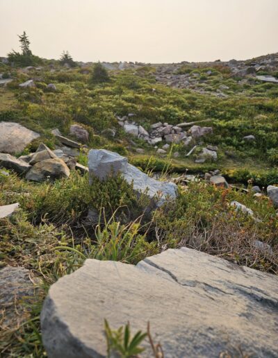 Beautiful changing landscape at Ranier National Park