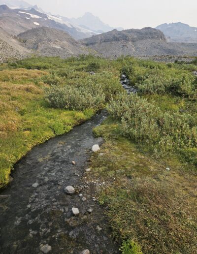 A natural stream running through the fields at Ranier National Park